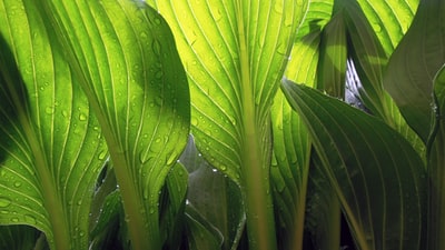 绿叶植物